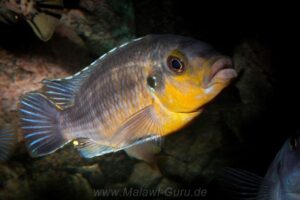 Petrotilapia genalutea Arten